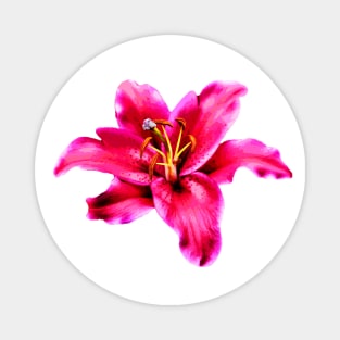 Pink Tiger Lily Flower Magnet